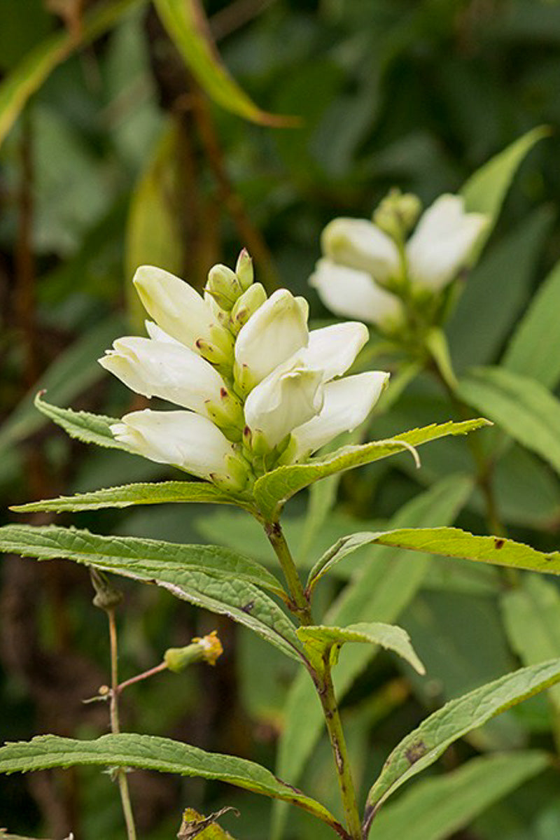 Turtlehead, Black Ace