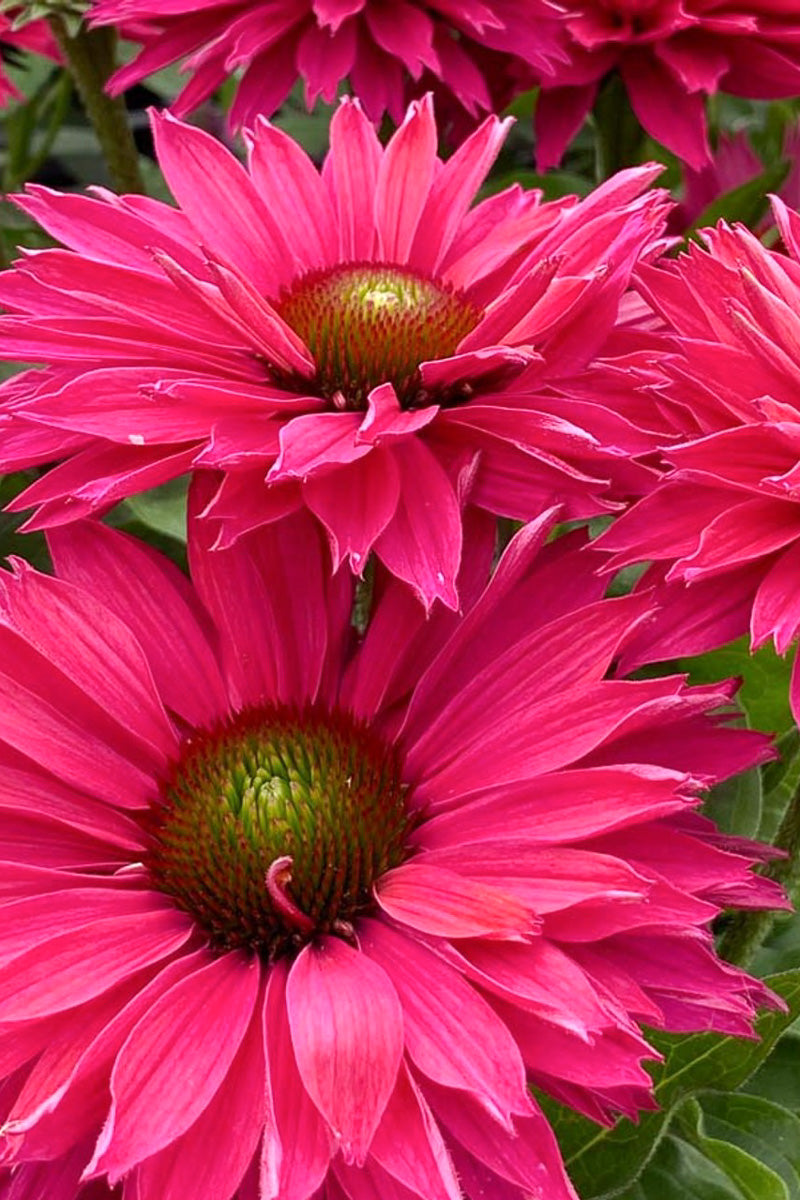 Coneflower, Sunseeker sweet Fuchsia