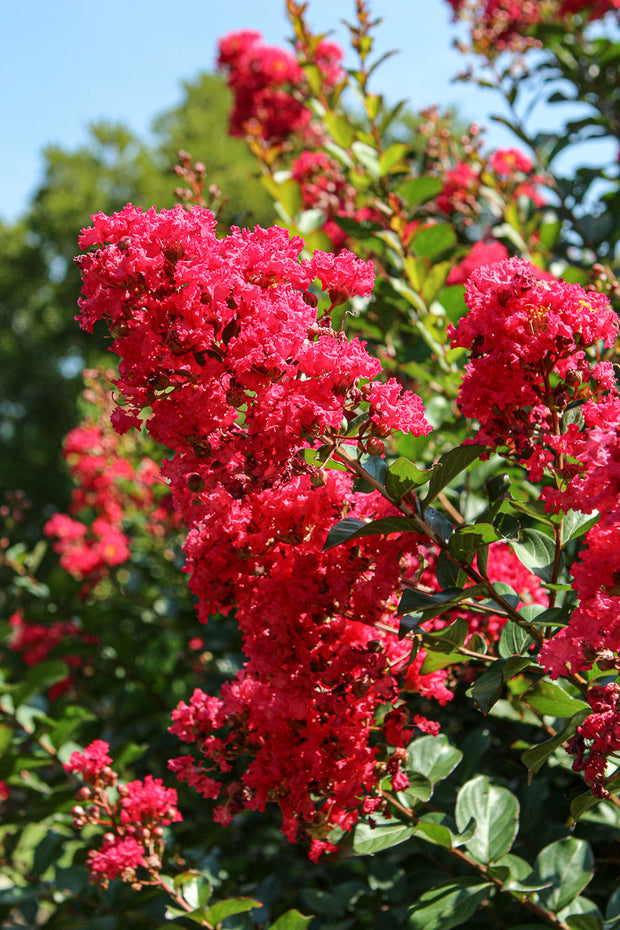 Crape Myrtle, Bellini Raspberry