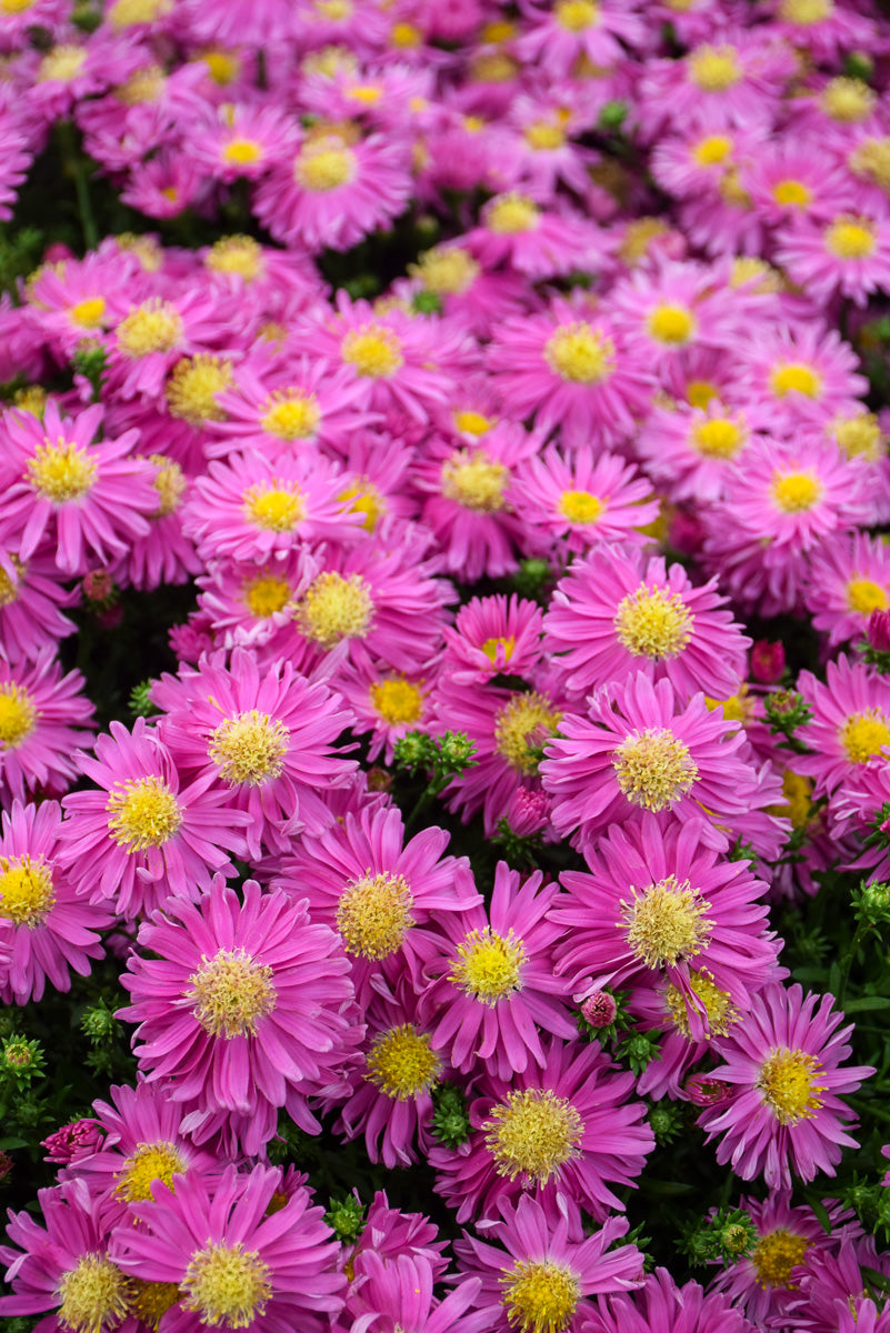 Aster, Kickin Carmine Red