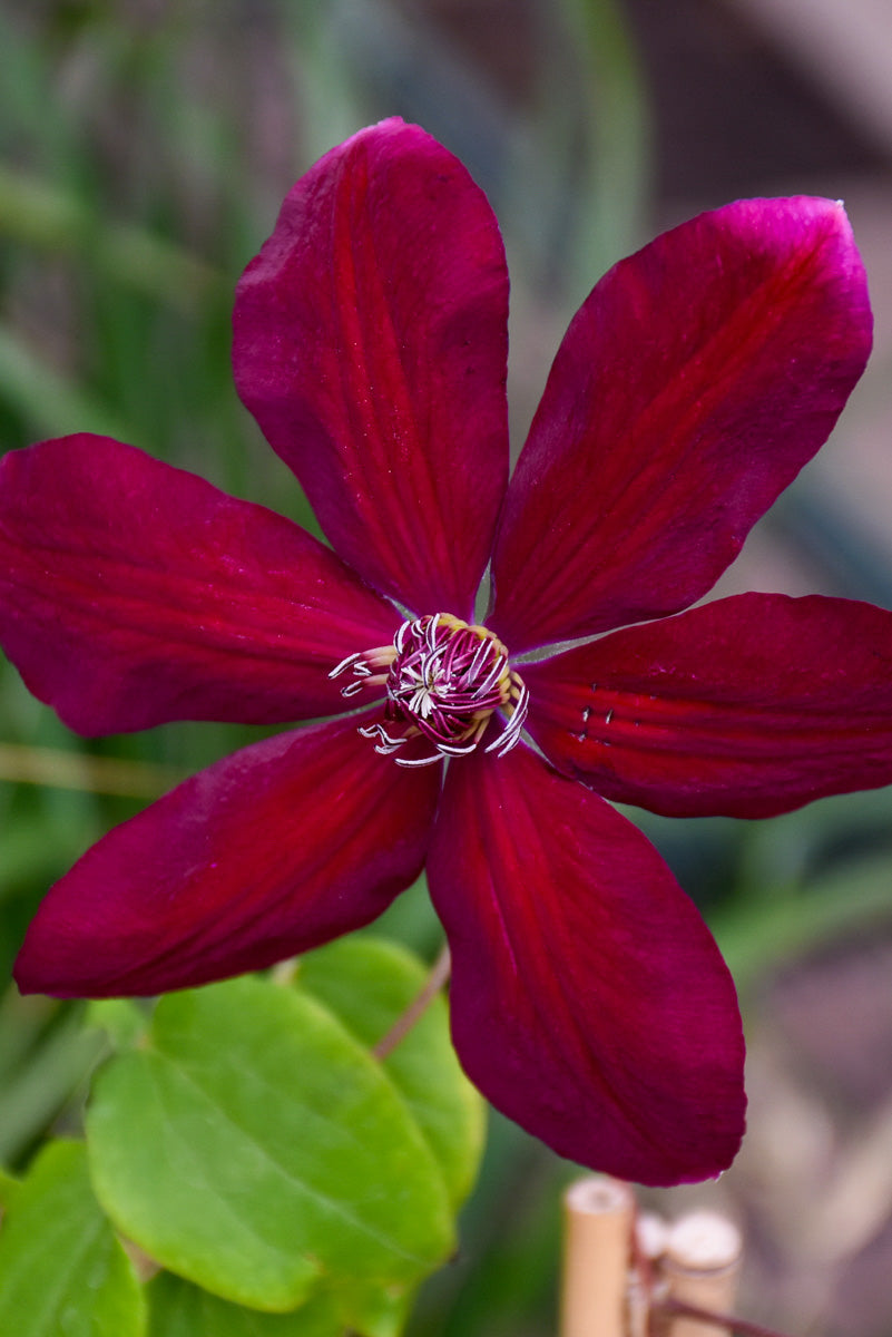 Clematis, Westerplatte