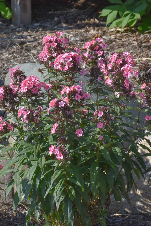 Phlox, Coral Creme Drop