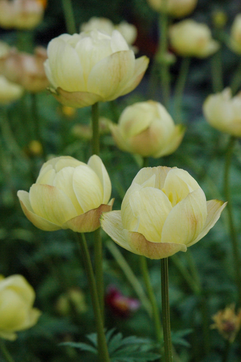 Globeflower, Cheddar