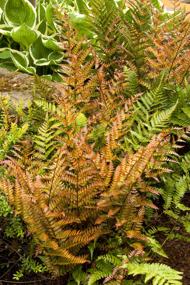 Fern, Autumn