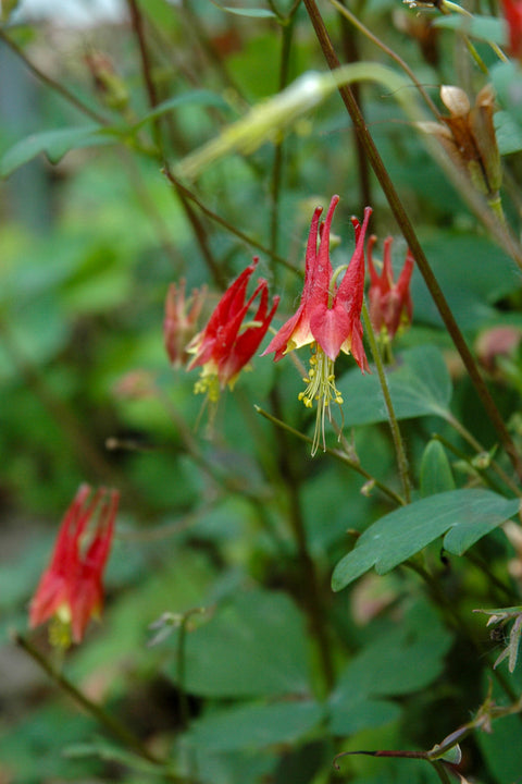 Columbine, Little Lanterns