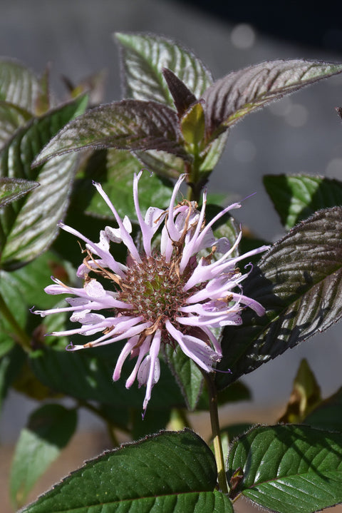 Bee Balm, Midnight Oil