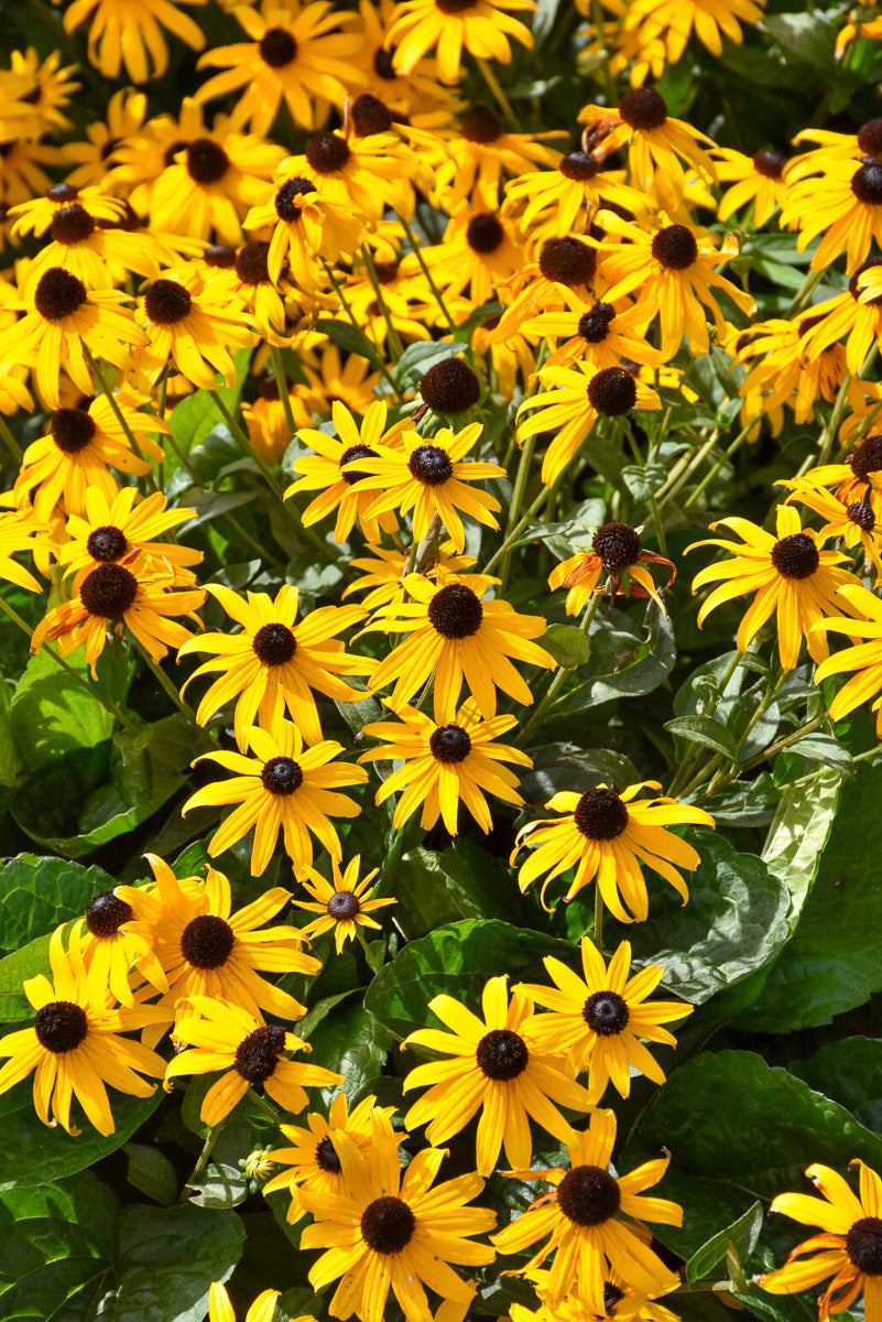 Black-Eyed Susan, Fulgida - Orange Coneflower