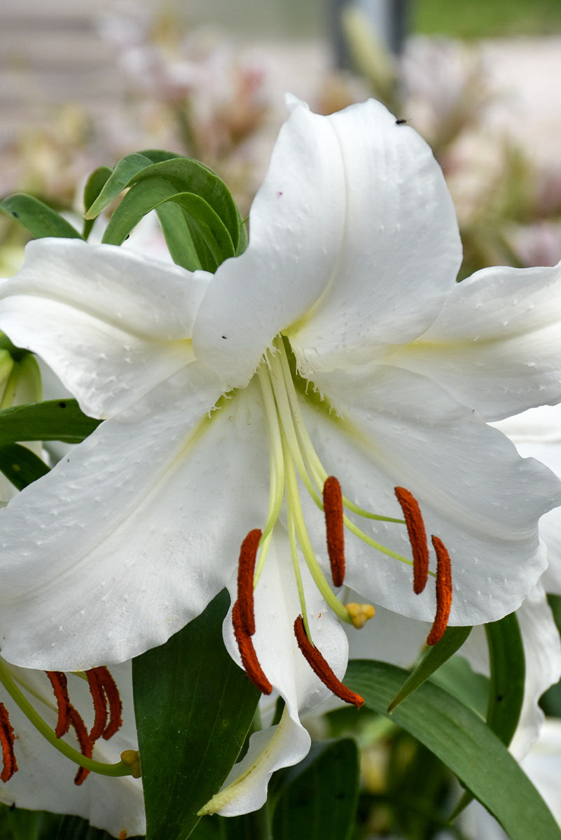 Lily, Oriental- Casablanca