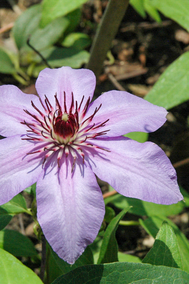 Clematis, Candy Stripe