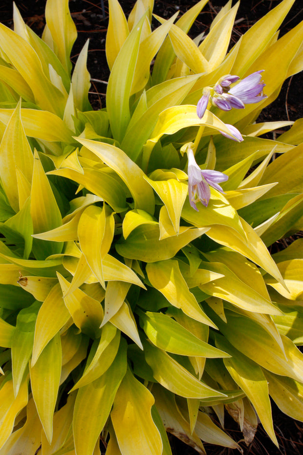 Hosta, Munchkin Fire