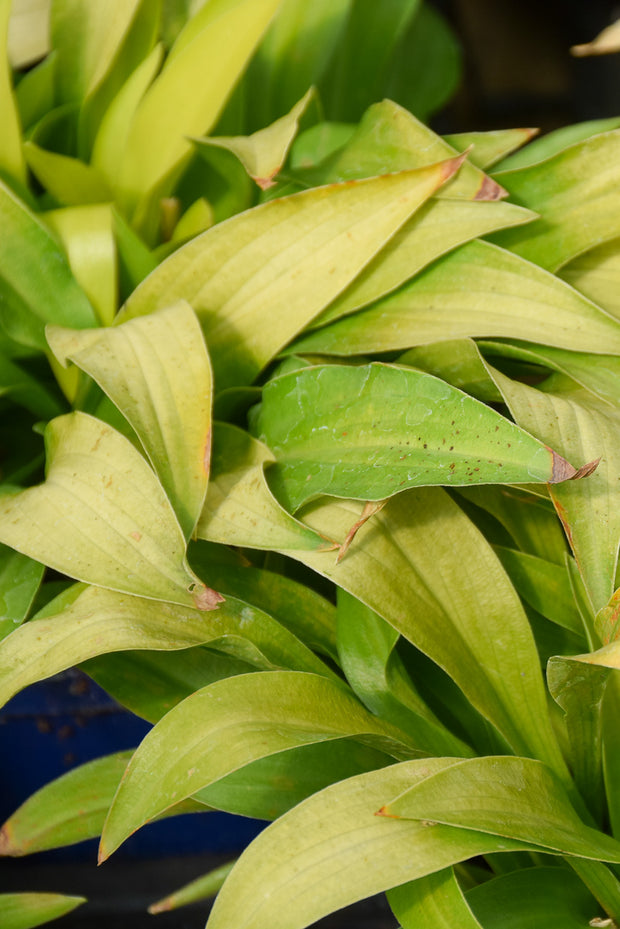 Hosta, Munchkin Fire