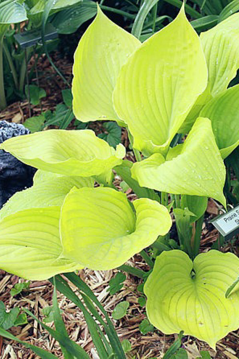 Hosta, Prairie Sum Shine