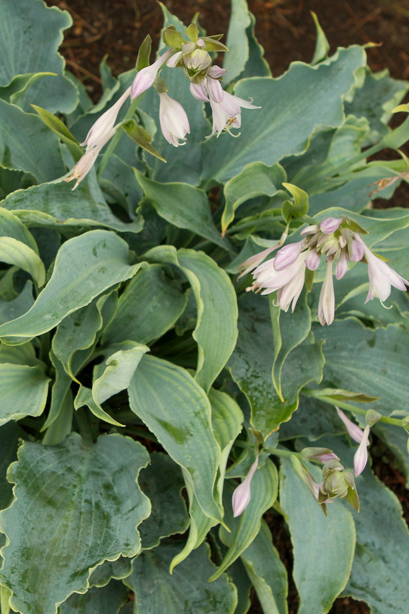 Hosta, Tears in Heaven