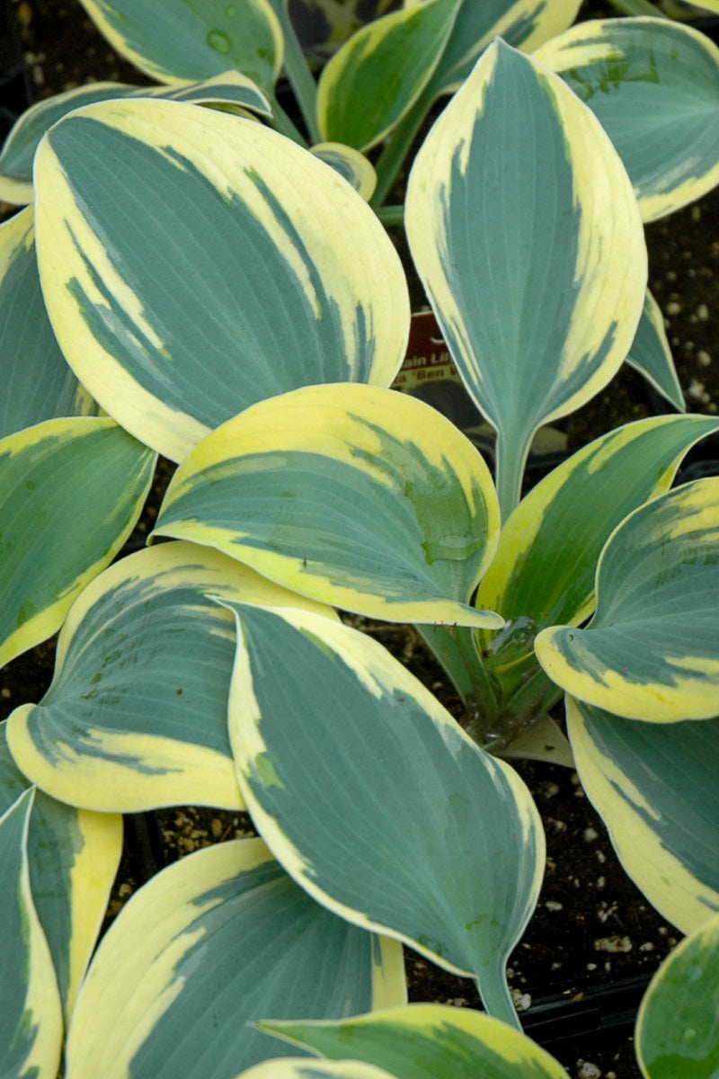 Hosta, Ben Vernooy