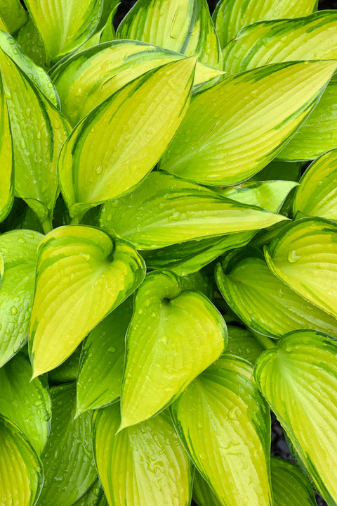 Hosta, June Fever