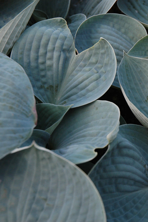 Hosta, Love Pat