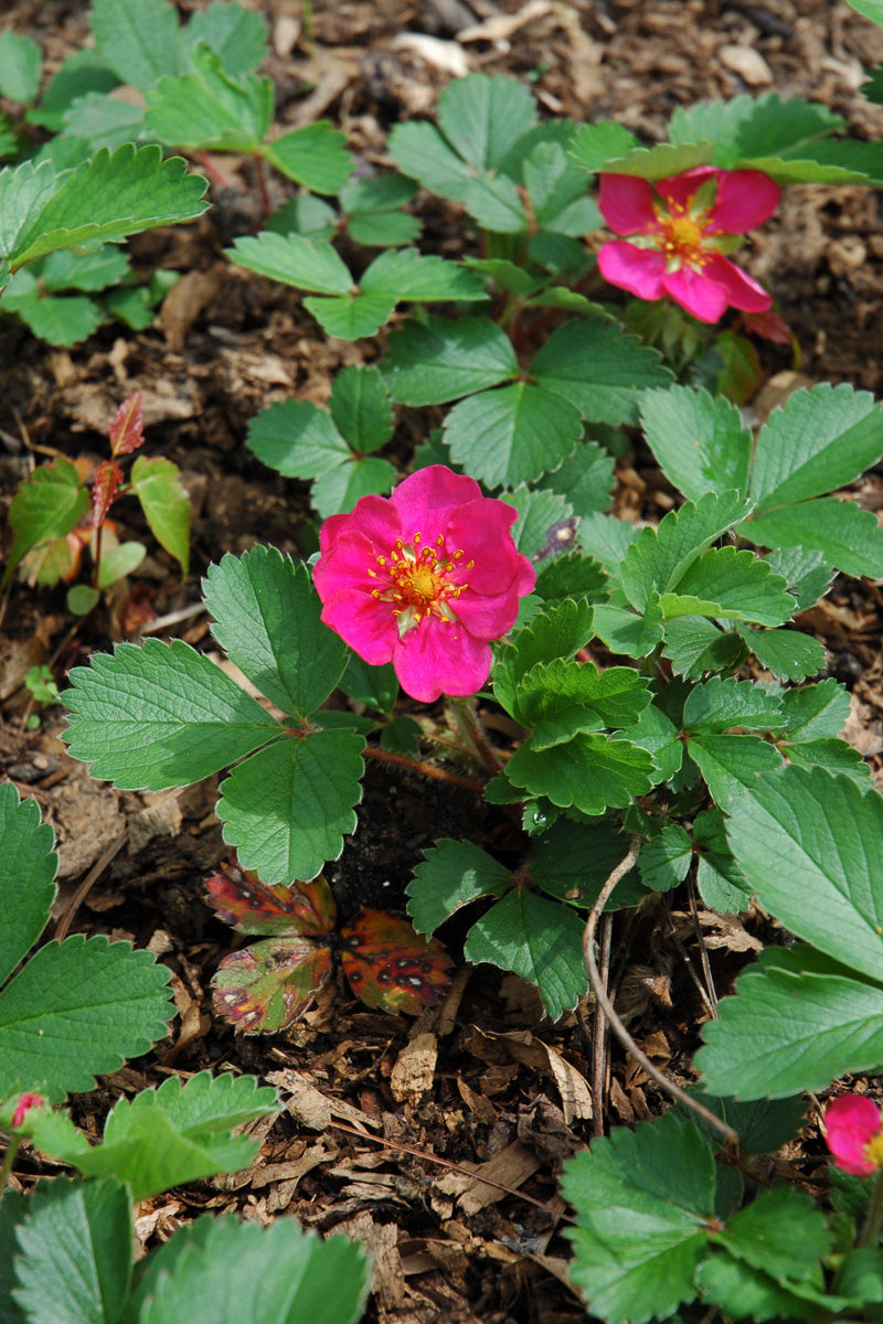 Groundcover, Lipstick Ornamental Strawberry 6-pack
