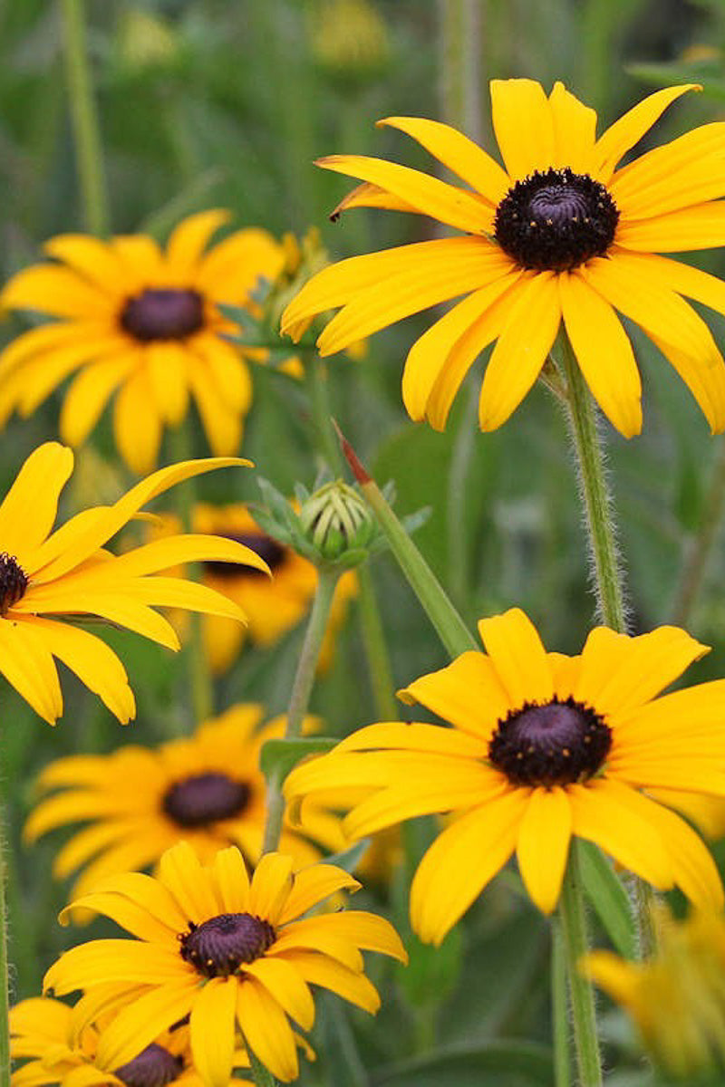 Black-Eyed Susan, Showy