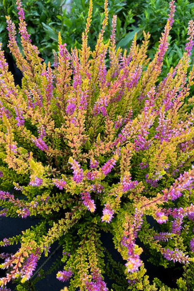 CALLUNA FIREFLY