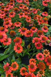 Coneflower, Sombrero Orange