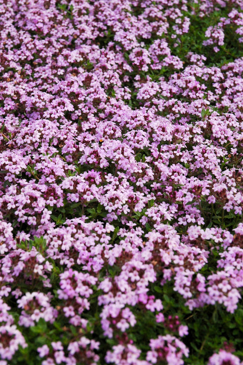 Groundcover, Thyme Red Creeping 6-Pack