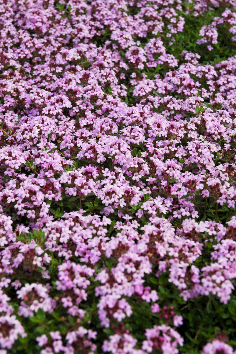 Groundcover, Thyme Red Creeping