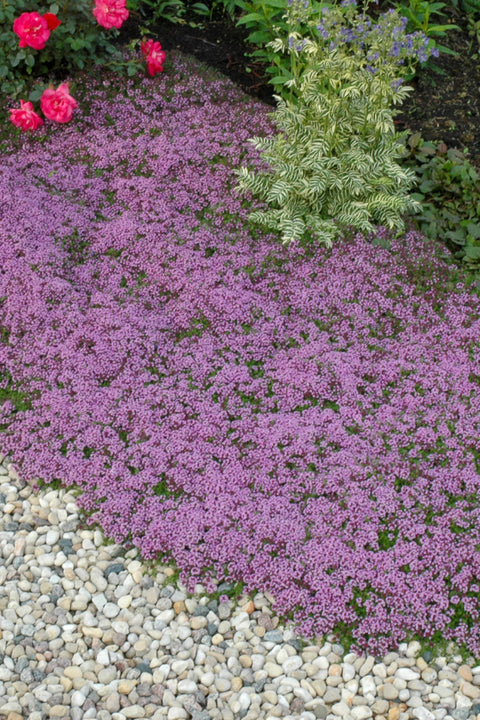 Groundcover, Thyme Red Creeping 6-Pack