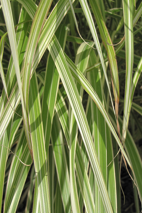 Grass, Maiden Morning Light