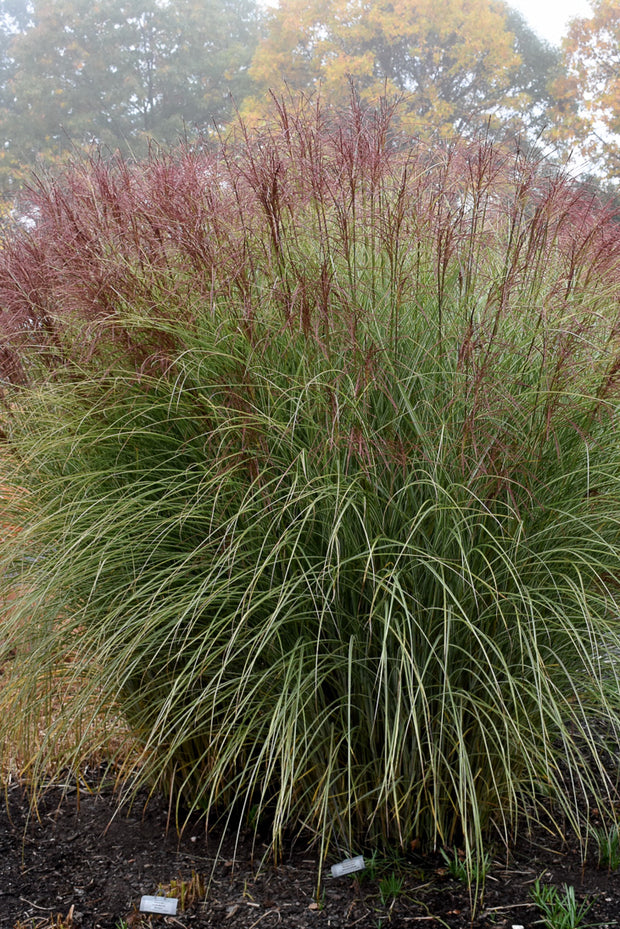 Grass, Maiden Morning Light