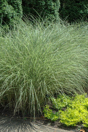 Grass, Maiden Morning Light