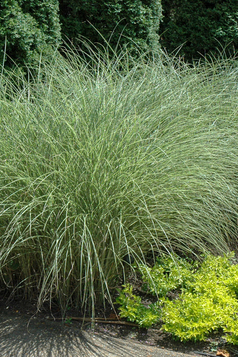 Grass, Maiden Morning Light