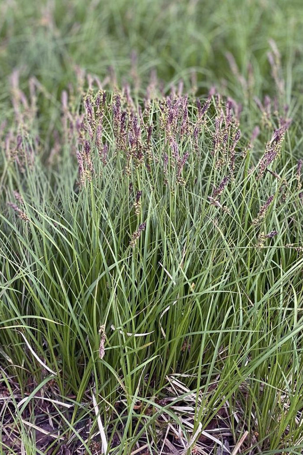 Groundcover, Oak Sedge