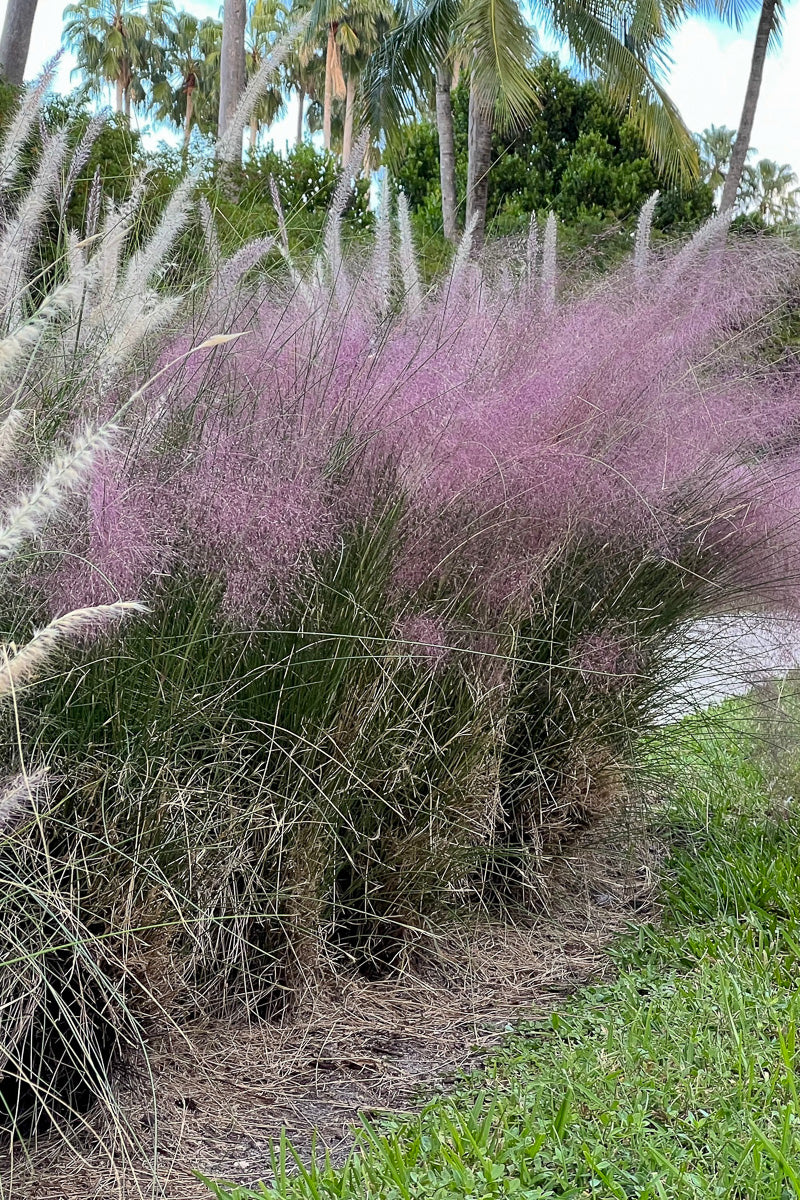Maiden Grass, Pink Cloud
