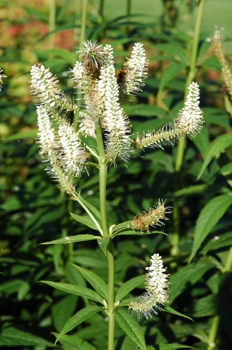 Culver'S Root