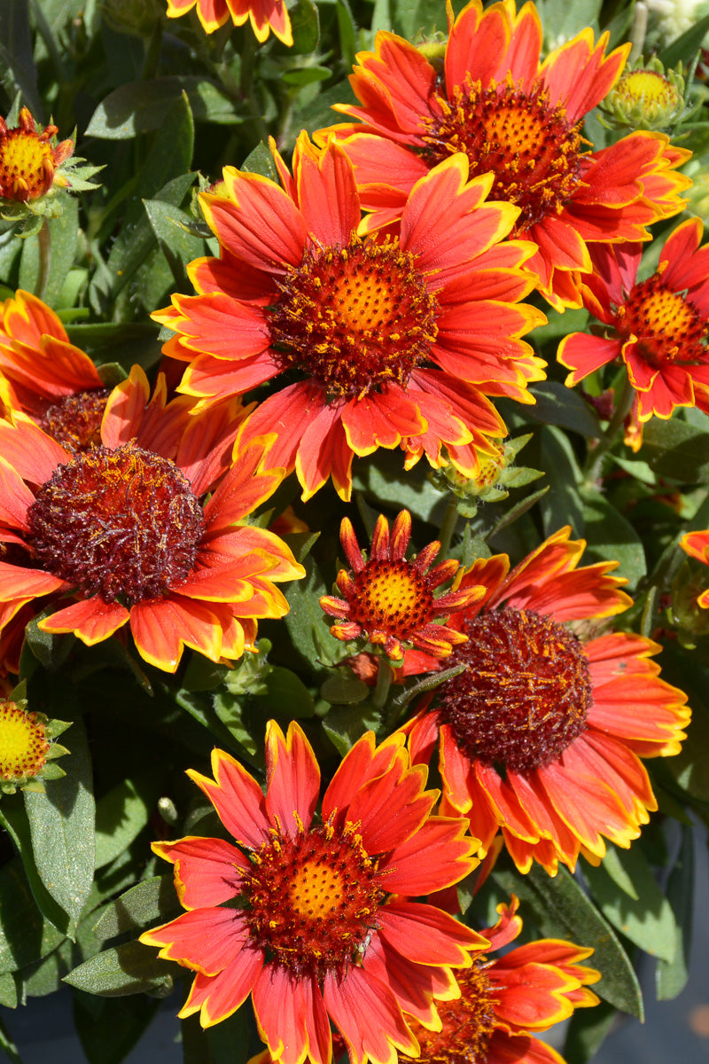 Gaillardia, Spintop Halo Orange Improved