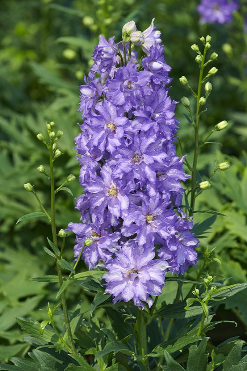 Delphinium, Breezin'