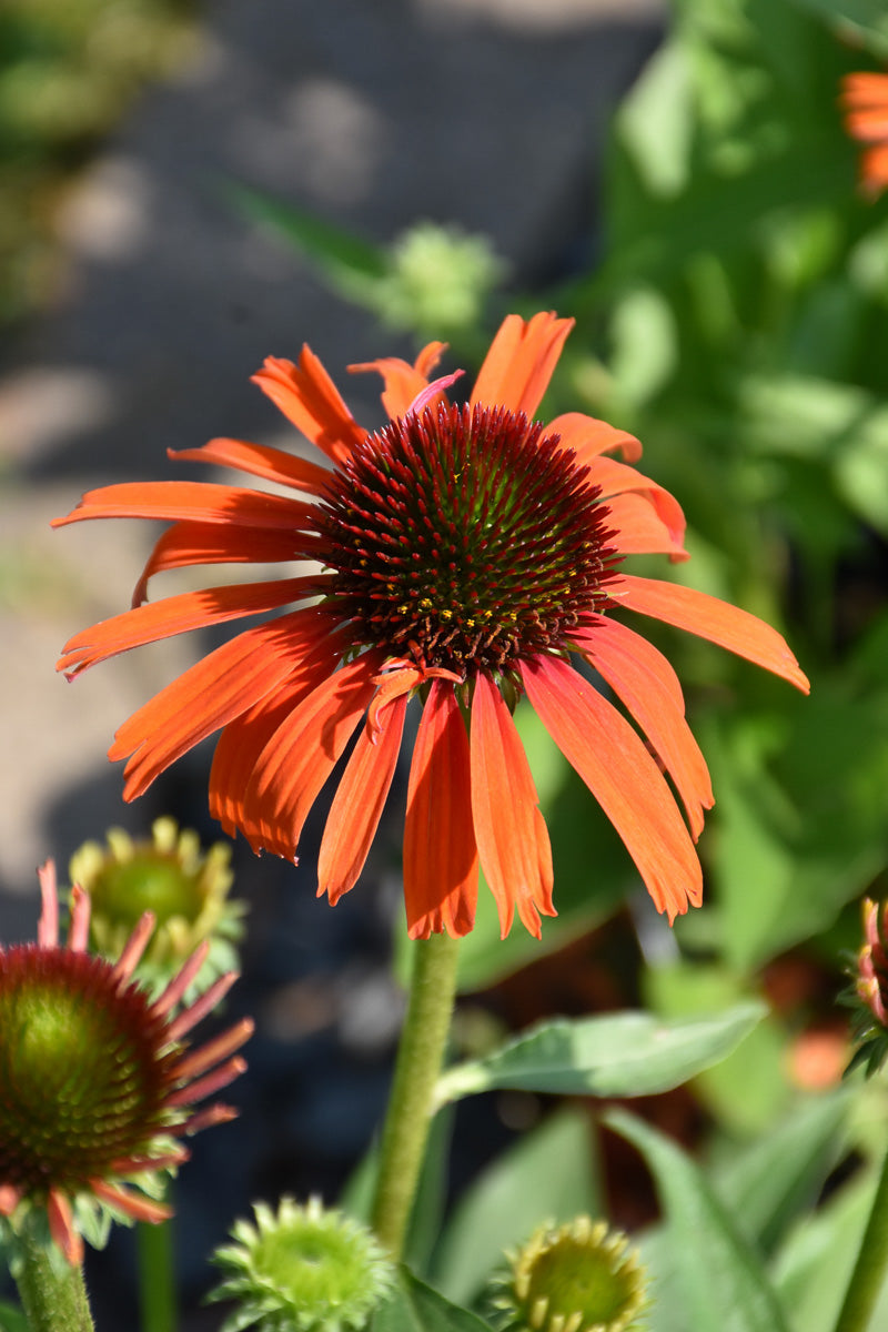 Coneflower, Orange Skipper
