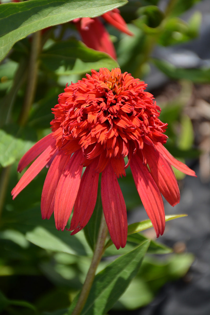 Coneflower, Hot Papaya
