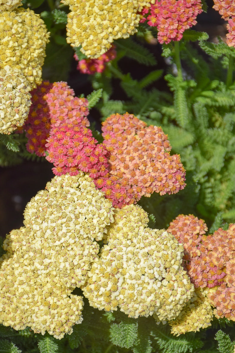 Yarrow, Desert Eve Terracotta