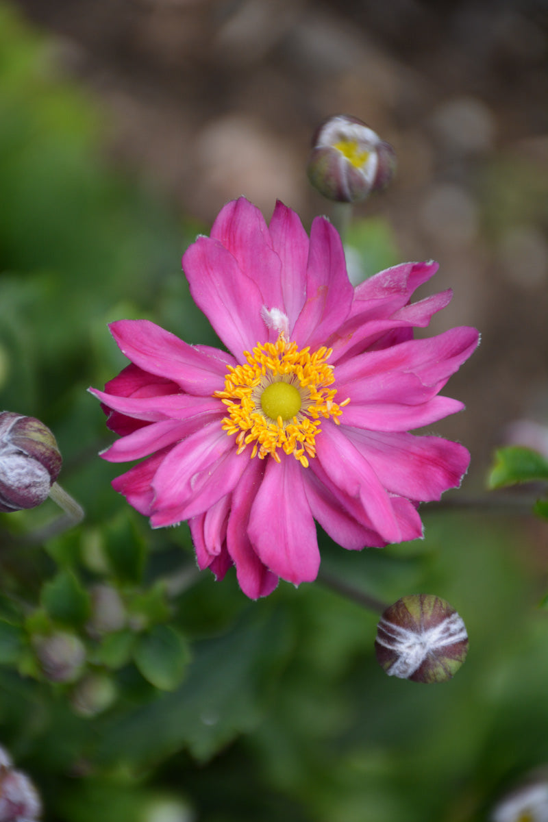 Anemone, Curtain Call Pink
