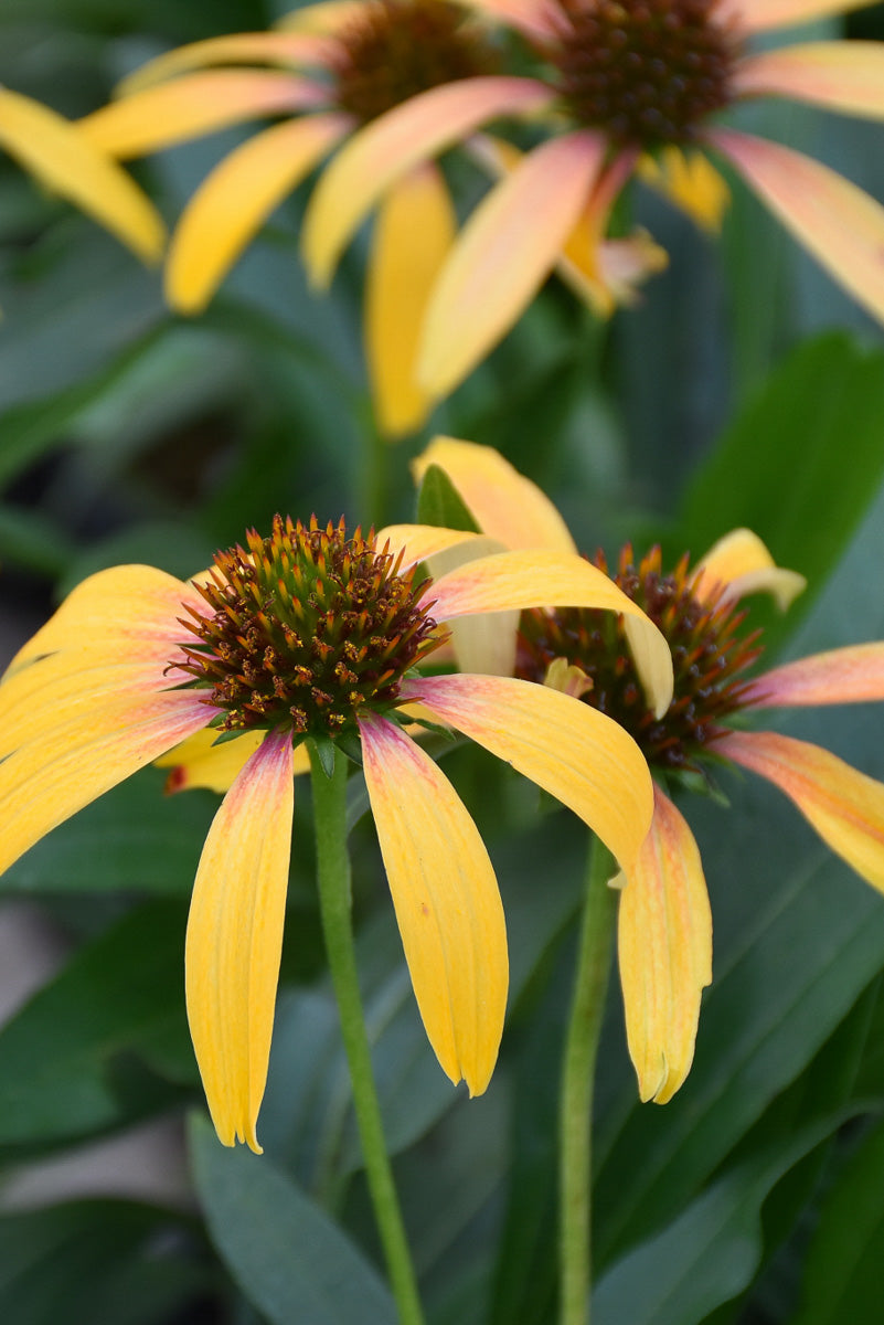 Coneflower, Fiery Meadow Ma