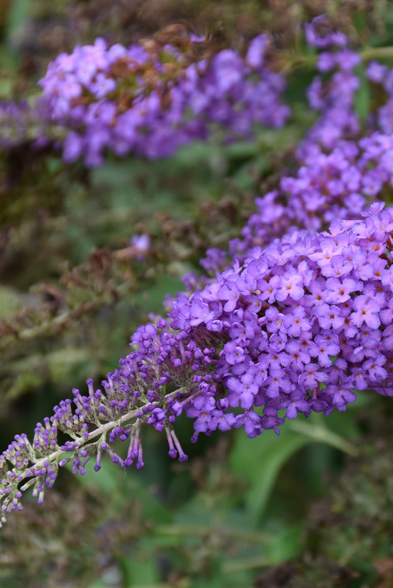 Butterfly-Bush, Blue Knight