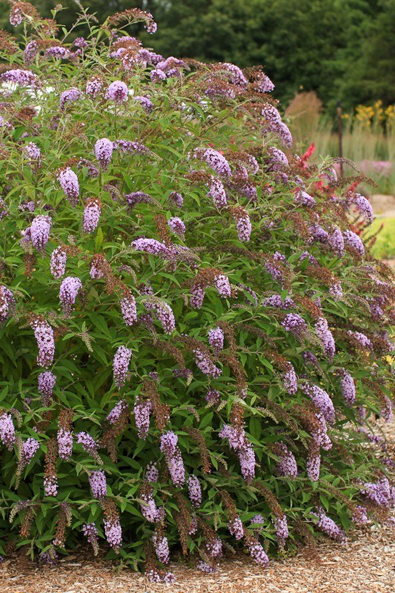 Buddleia, Flower Shower Lavender