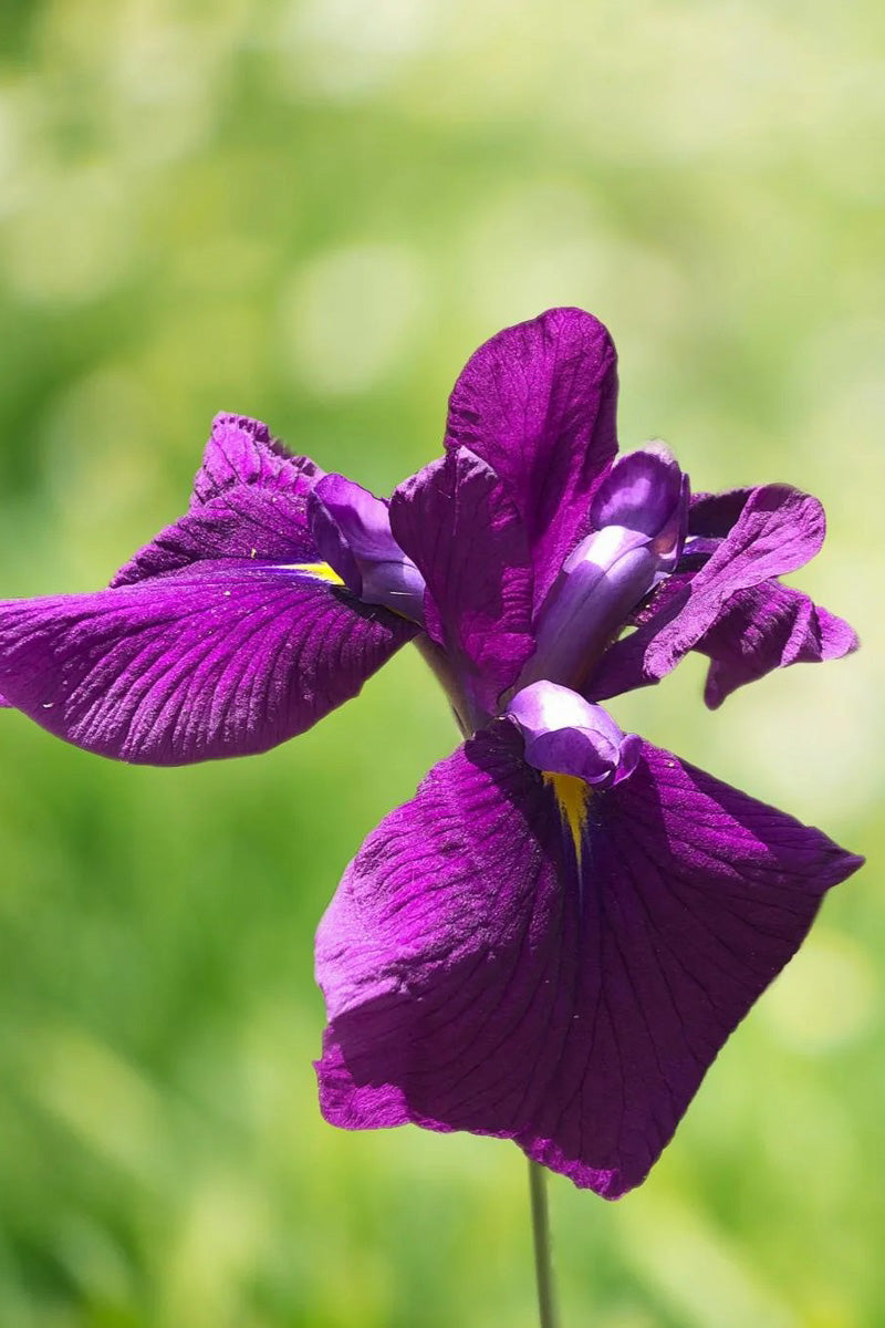 Japanese Iris, Ruby King