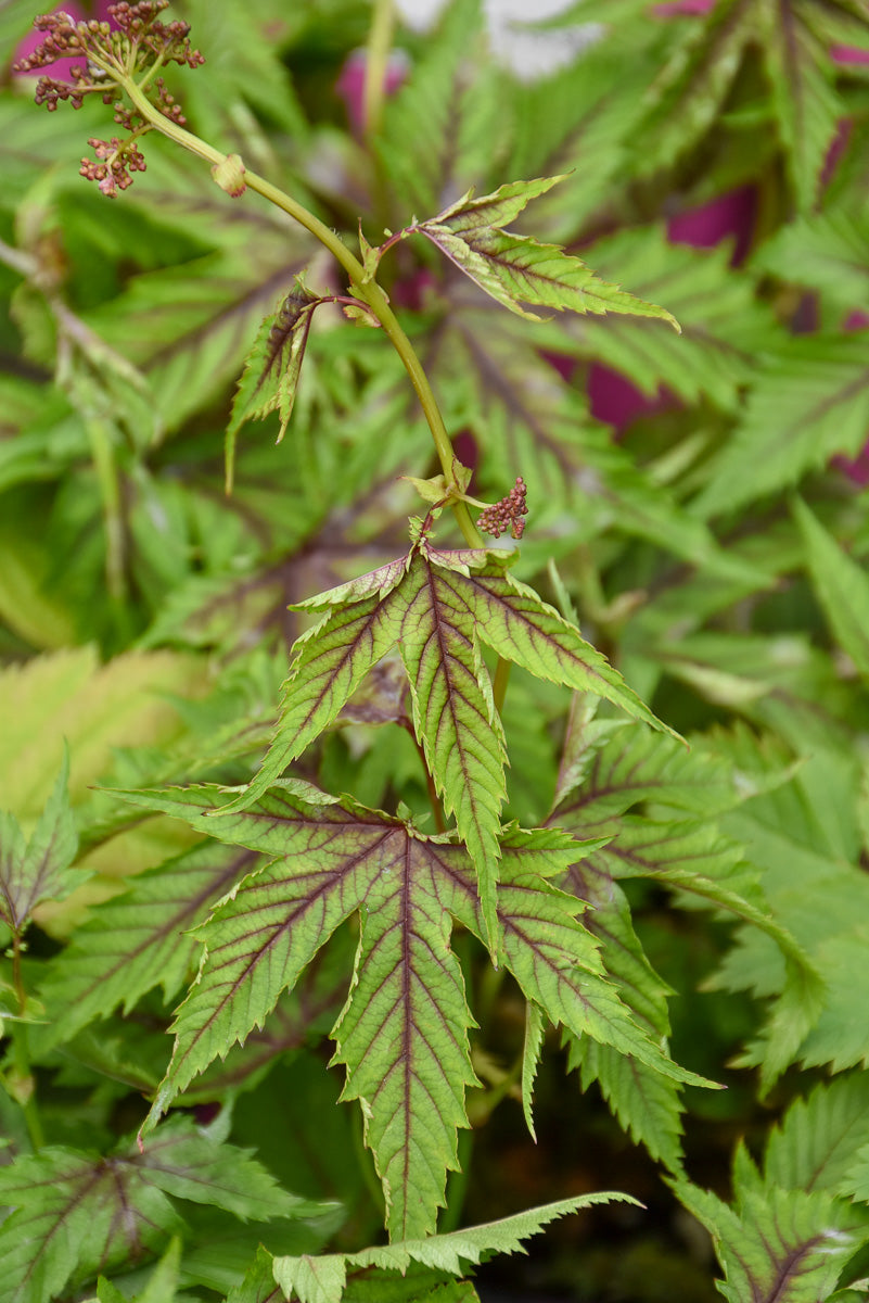 Meadowsweet, Red Umbrellas