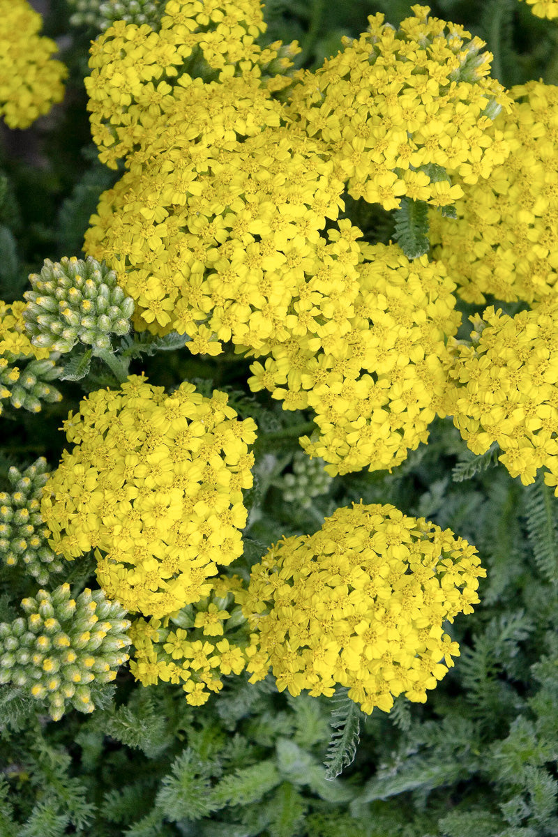 Yarrow, Desert Eve Yellow