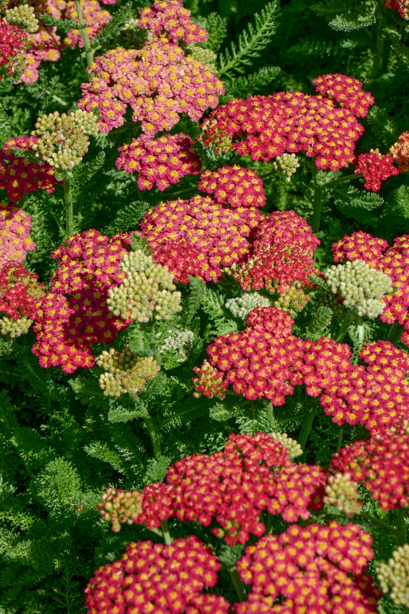 Yarrow, Desert Red