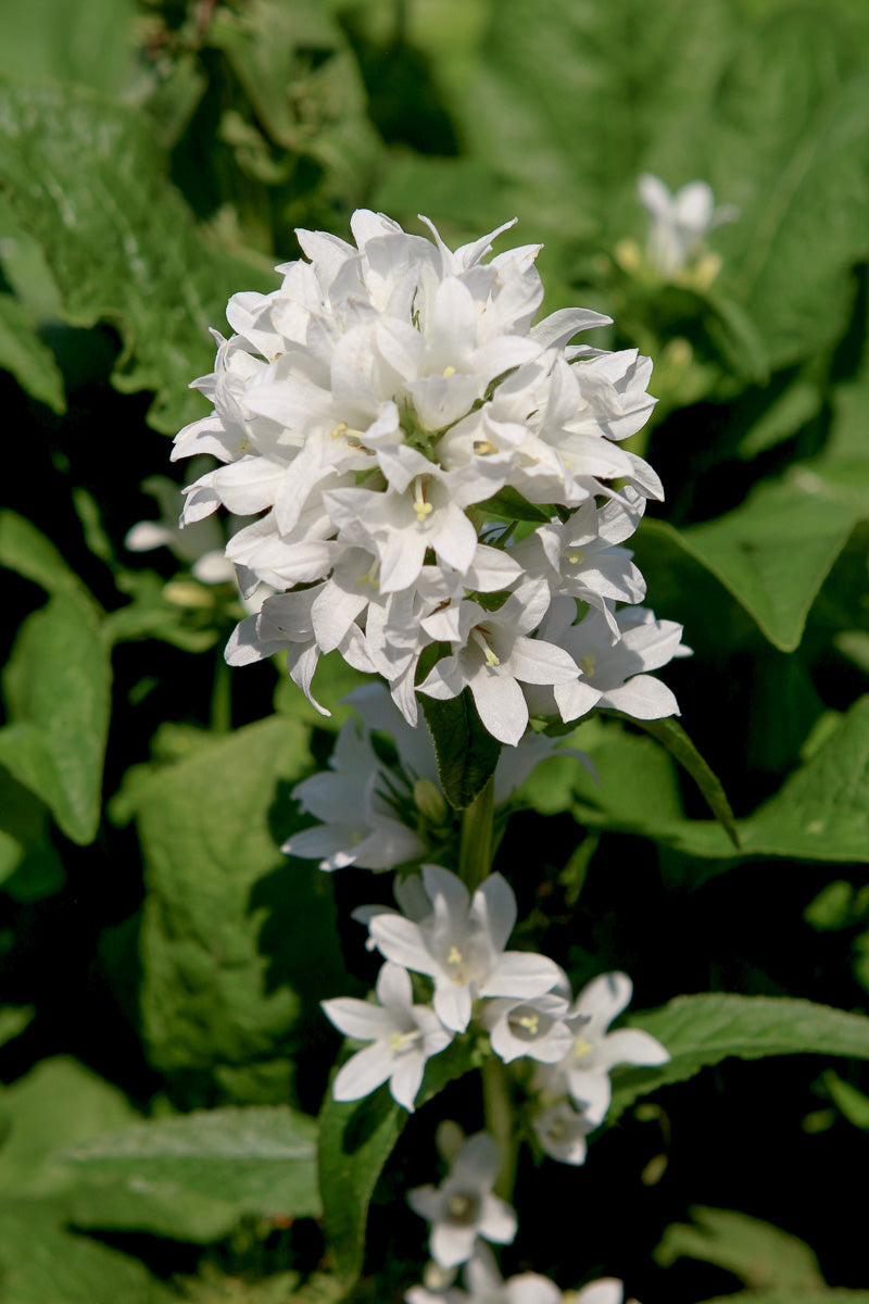 Bellflower, Angel Bells
