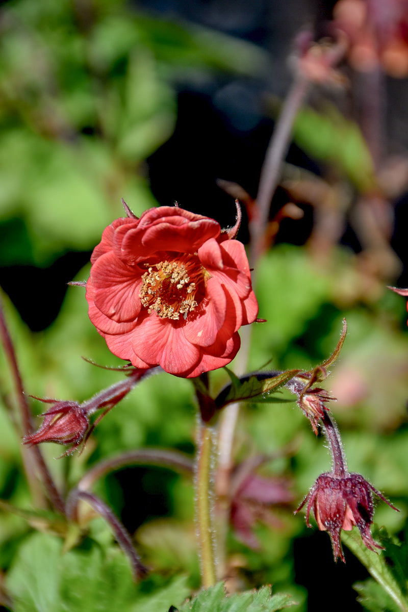 Geum, Flames Of Passion