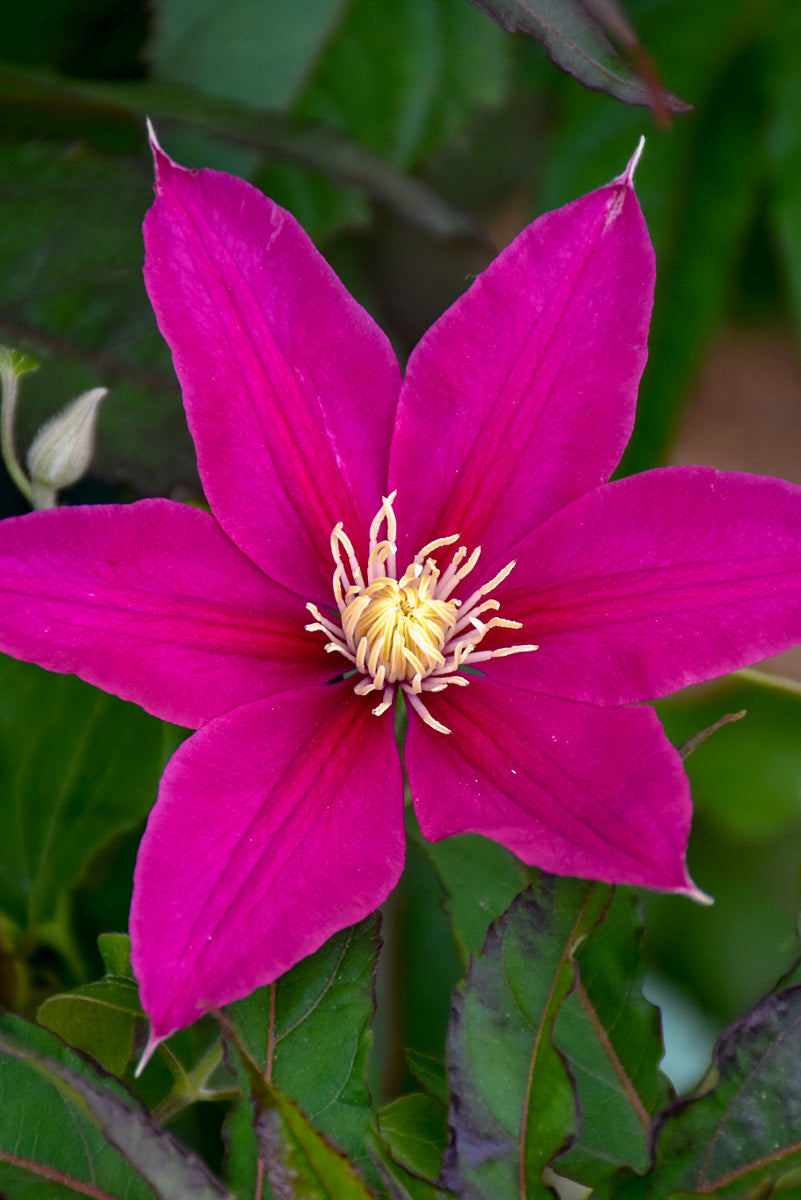 Clematis,Acropolis